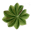 fogliedialchemilla.it