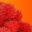 fluffylychees.com